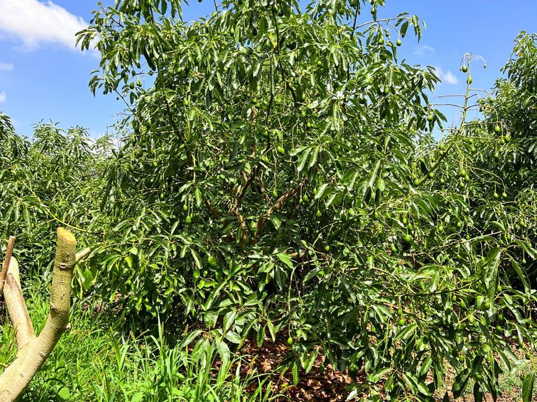 Plot for Sale in San Martín Del Tesorillo, Cadiz 7