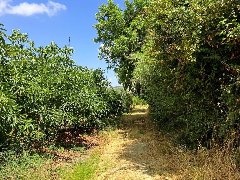 Plot for Sale in San Martín Del Tesorillo, Cadiz 10