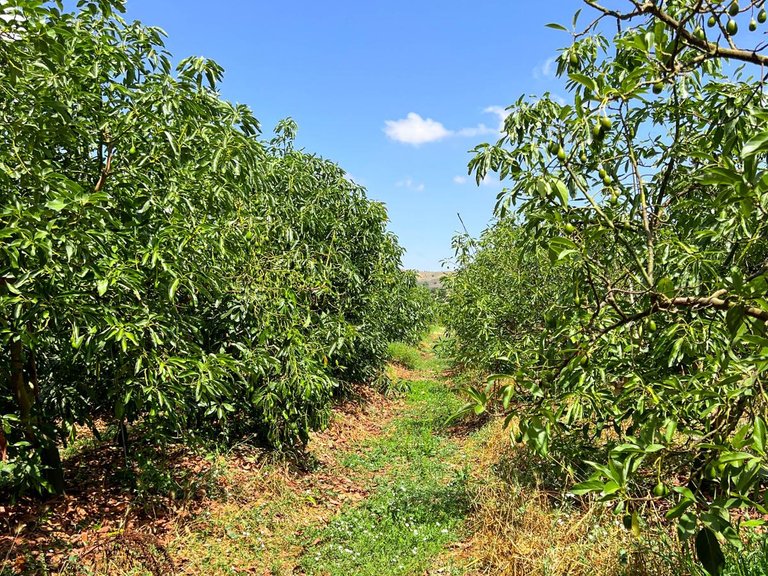 Plot for Sale in San Martín Del Tesorillo, Cadiz 6