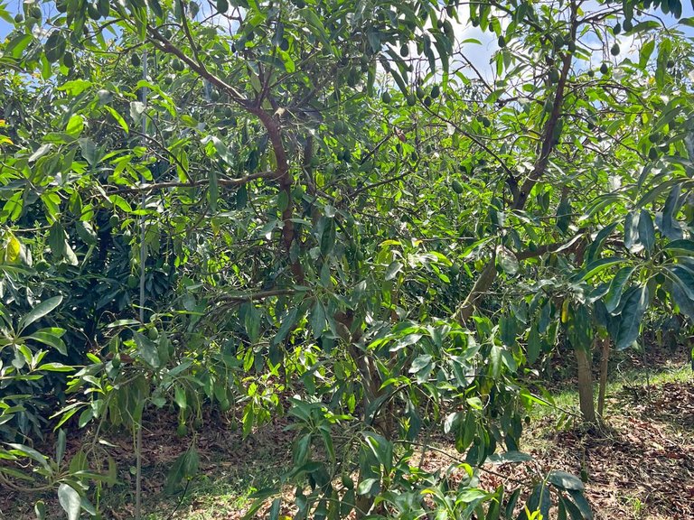 Plot for Sale in San Martín Del Tesorillo, Cadiz 5