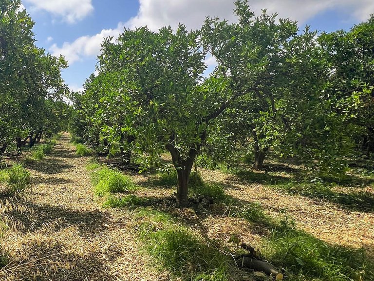 Plot for Sale in San Martín Del Tesorillo, Cadiz 4