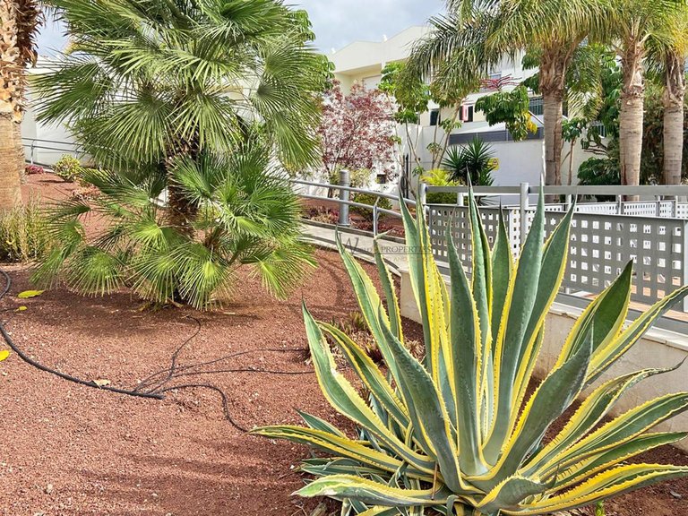 Villa for Sale in Costa Adeje, Tenerife, España 22