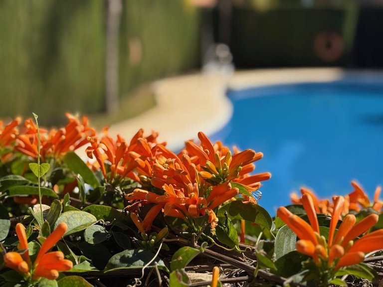 Town House for Sale in Estepona, Malaga 26