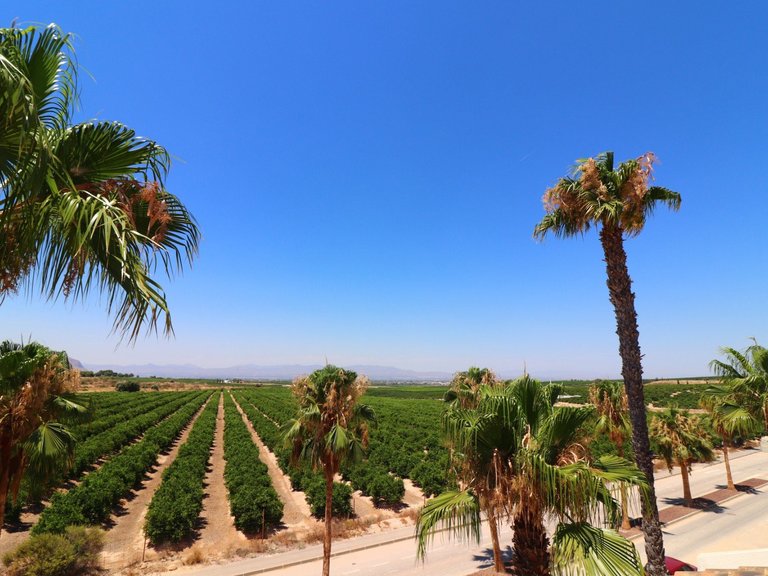 Villa for Sale in Algorfa, Alicante 4