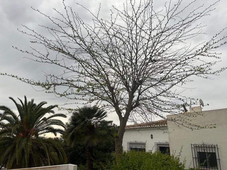 Villa for Sale in Costa Blanca Javea, Alicante 43