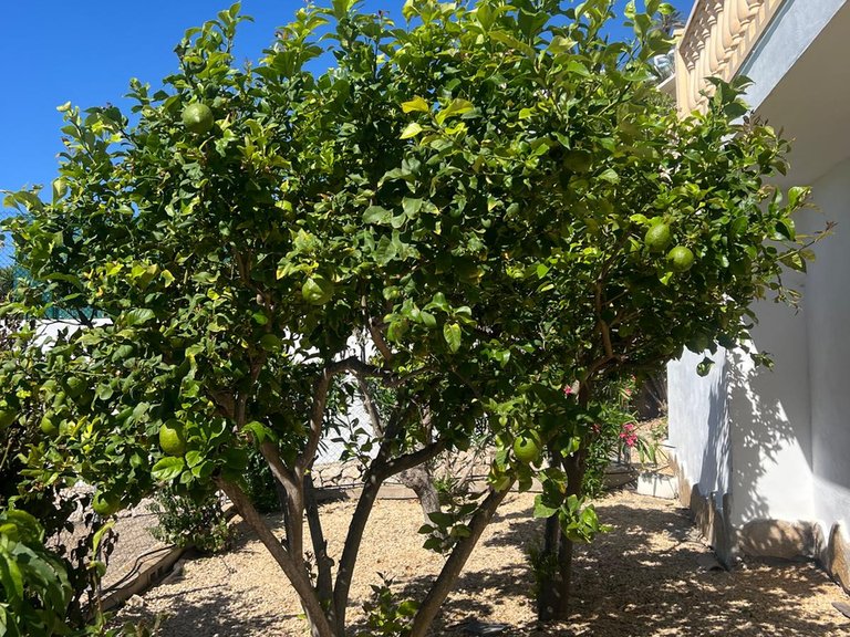 Villa for Sale in Costa Blanca Moraira, Alicante 17