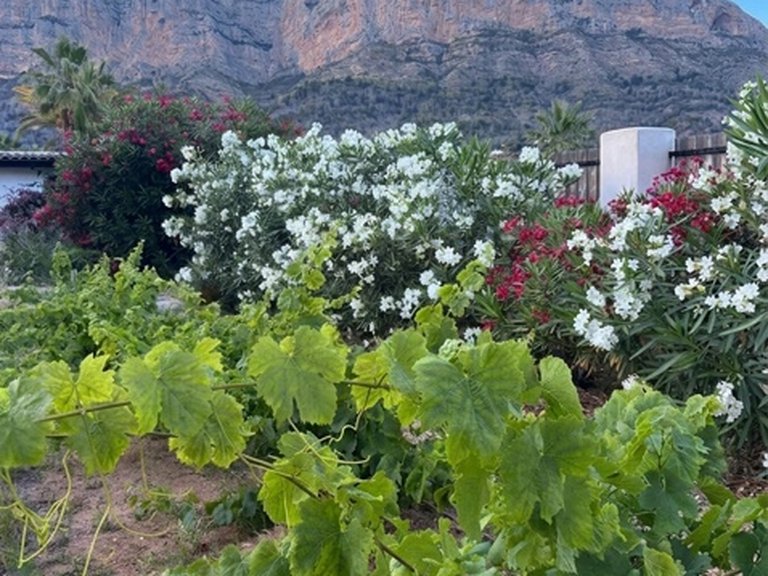Villa for Sale in Costa Blanca Javea, Alicante 32