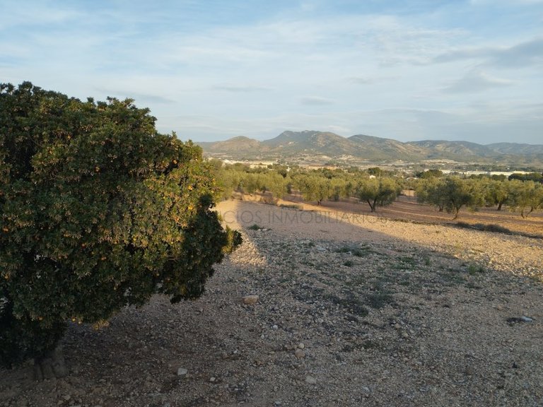 Villa for Sale in Sax, Alicante 49