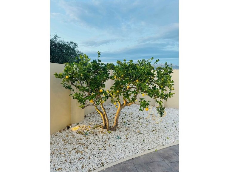 Villa for Sale in Costa Blanca Alfas Del Pi, Alicante 42