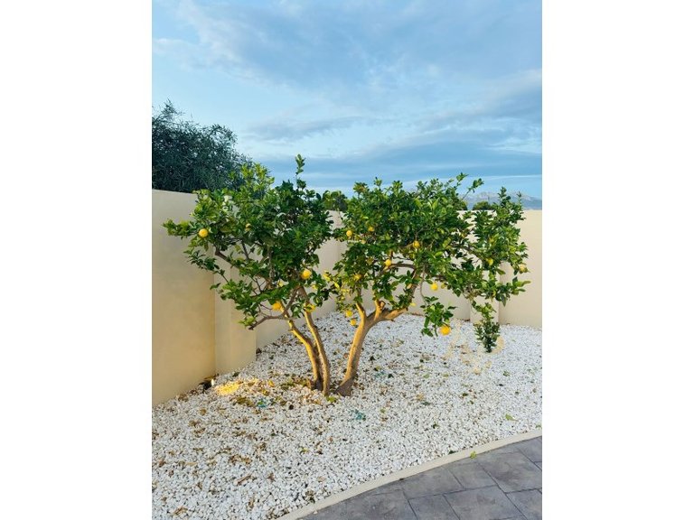 Villa for Sale in Costa Blanca Alfas Del Pi, Alicante 44