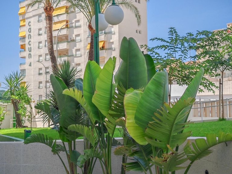 Apartment for Sale in Gandia, Valencia 31