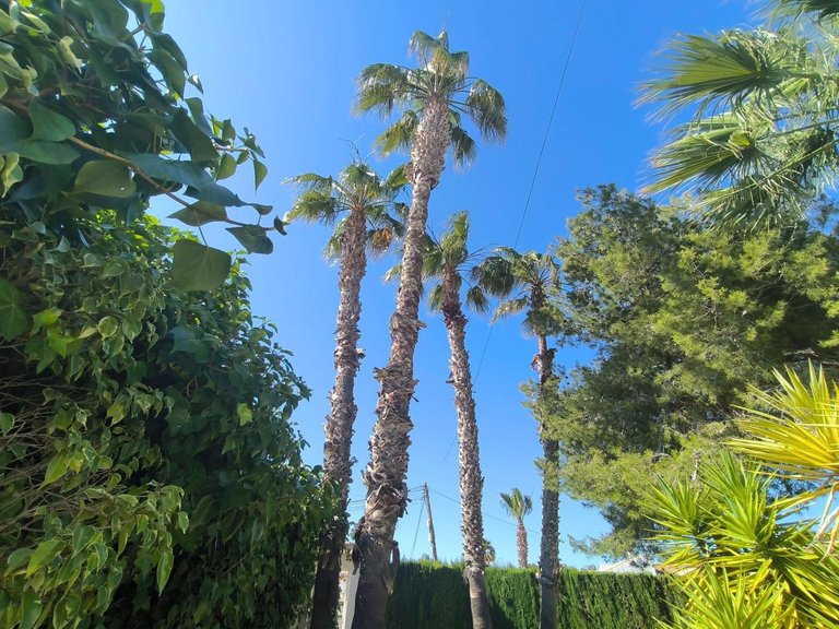 Villa for Sale in Costa Blanca Torrevieja, Alicante 7