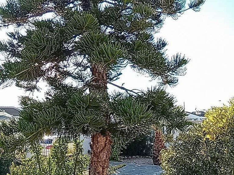 Villa for Sale in Costa Blanca Torrevieja, Alicante 29