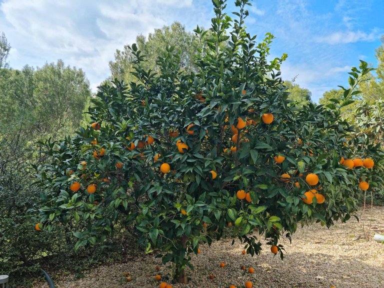 Villa for Sale in Altea Altea, Alicante 40