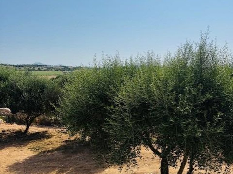 Country House for Sale in Petra, Balearic Islands 24