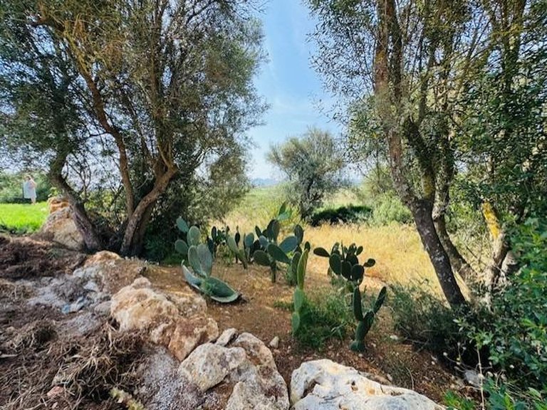 Country House for Sale in Petra, Balearic Islands 37