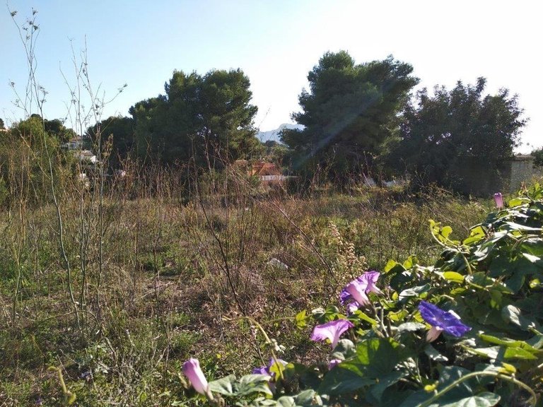Plot for Sale in Gran sol, Calpe, Alicante 2