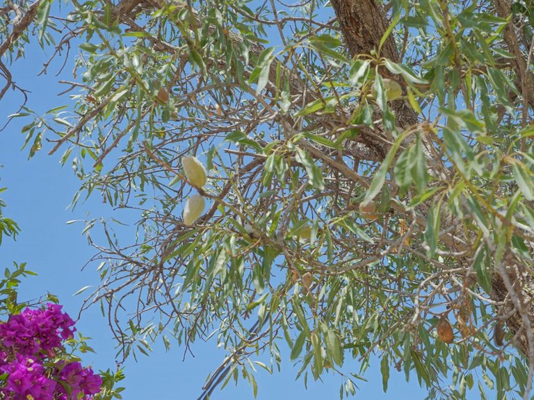 Villa for Sale in Partida Comunes-Adsubia, Jávea - Xàbia, Alicante 66