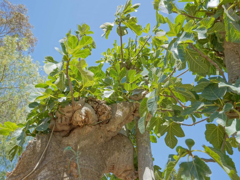 Villa for Sale in Partida Comunes-Adsubia, Jávea - Xàbia, Alicante 68