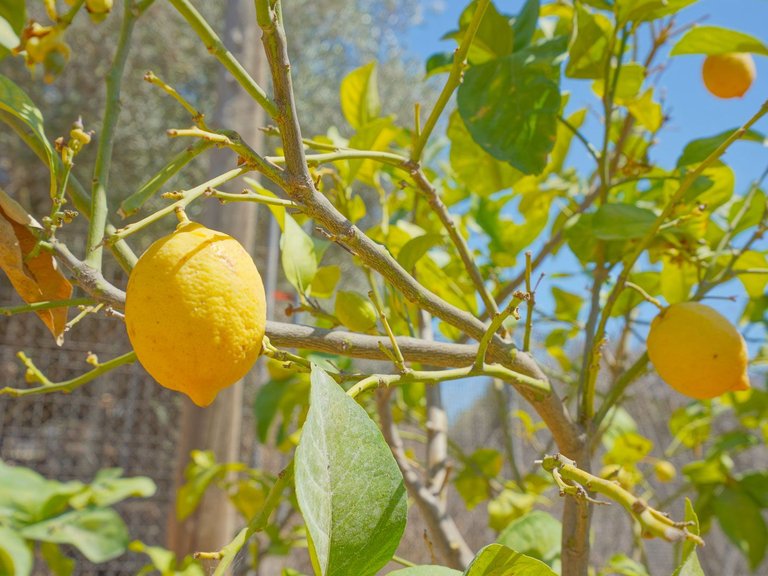 Villa for Sale in Partida Comunes-Adsubia, Jávea - Xàbia, Alicante 75