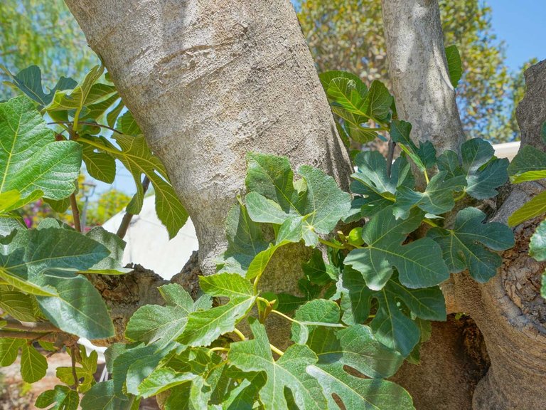 Villa for Sale in Partida Comunes-Adsubia, Jávea - Xàbia, Alicante 76