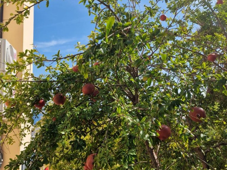 Villa for Sale in Benitachell, Alicante 34