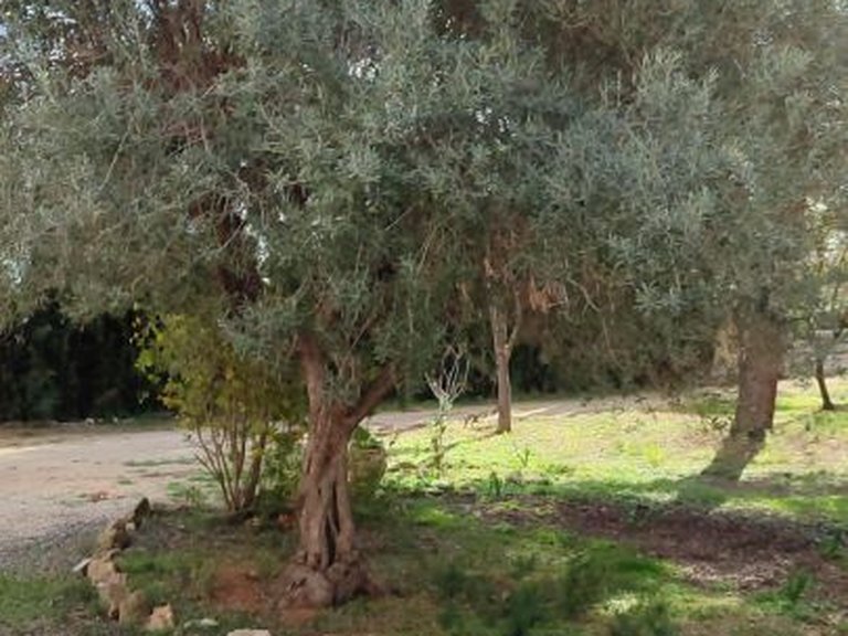 Villa for Sale in Pla del mar, Moraira, Alicante 10