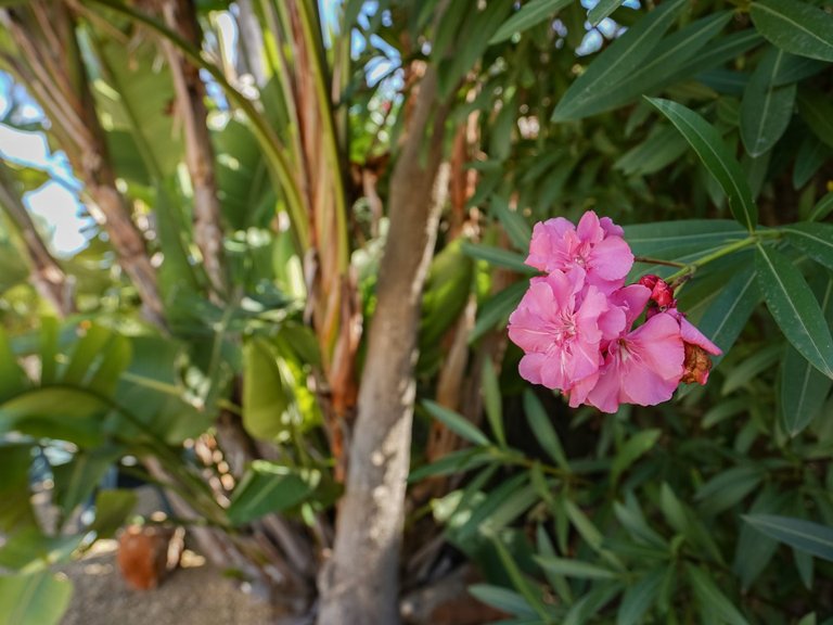 Villa for Sale in Costa Nova, Jávea - Xàbia, Alicante 35