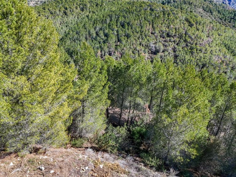 Plot for Sale in Santa clara, Callosa D'en Sarrià, Alicante 9