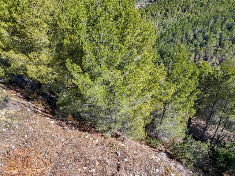 Plot for Sale in Santa clara, Callosa D'en Sarrià, Alicante 13