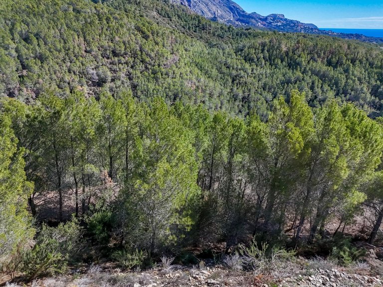 Plot for Sale in Santa clara, Callosa D'en Sarrià, Alicante 7