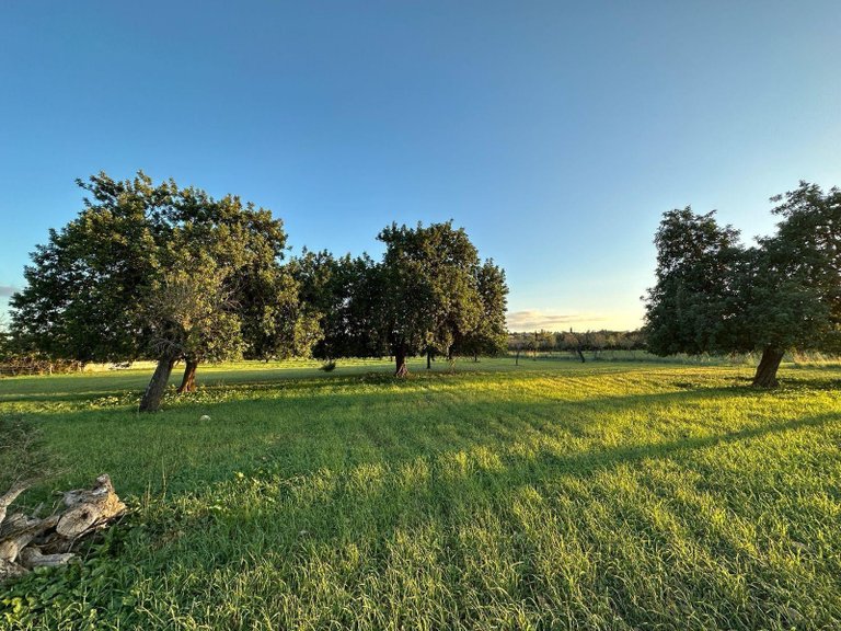 Building Plot with Building Project granted in Selva , Selva, Baleares 22