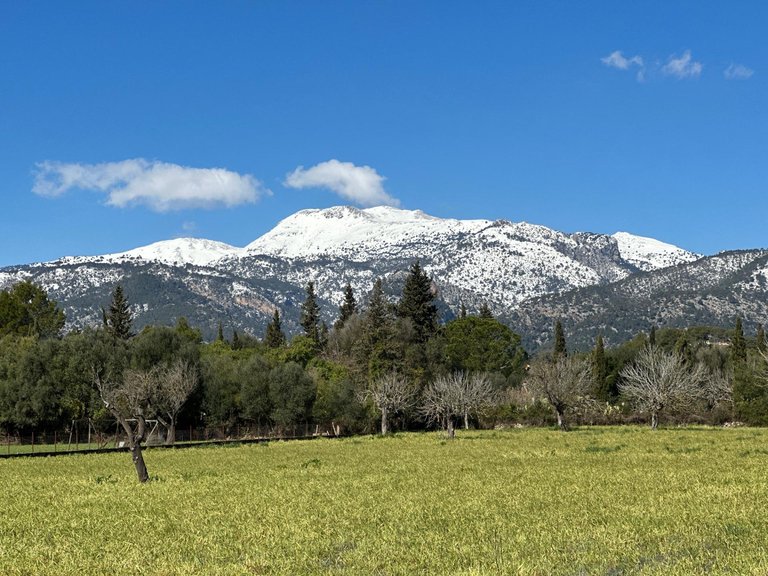 Building Plot with Building Project granted in Selva , Selva, Baleares 28