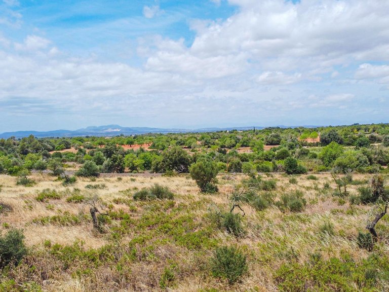 Rural plot with preliminary plans for a villa in Cas Concos , Felanitx, Baleares 12