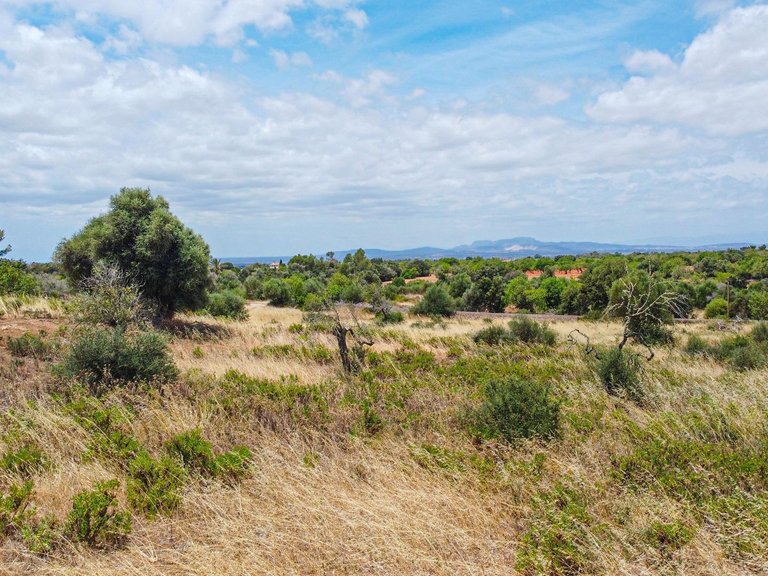 Rural plot with preliminary plans for a villa in Cas Concos , Felanitx, Baleares 13