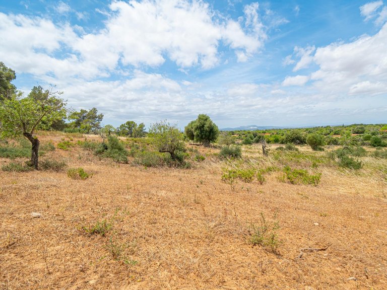 Rural plot with preliminary plans for a villa in Cas Concos , Felanitx, Baleares 15