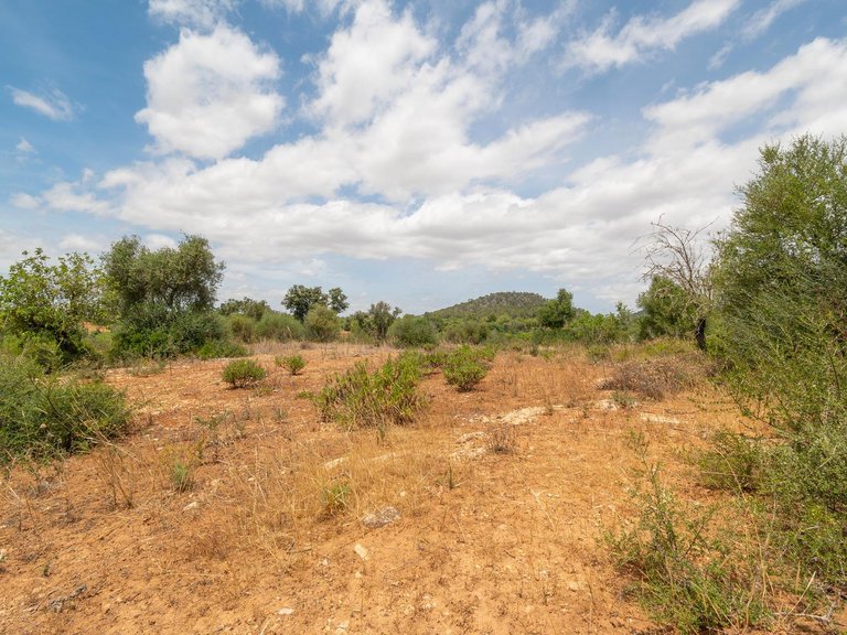 Rural plot with preliminary plans for a villa in Cas Concos , Felanitx, Baleares 17