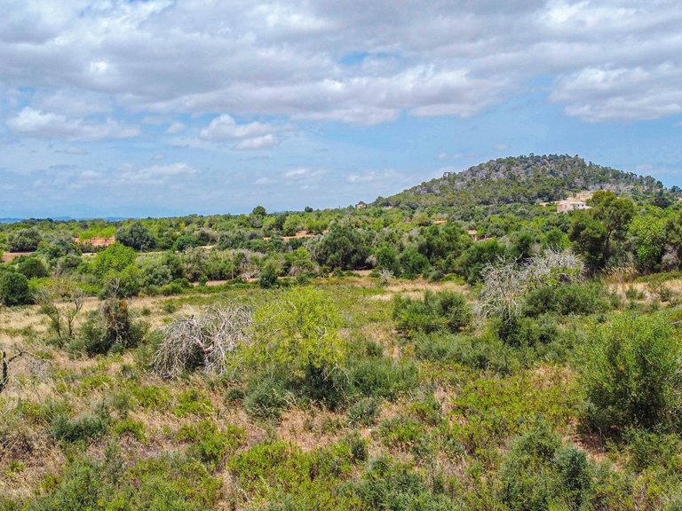 Rural plot with preliminary plans for a villa in Cas Concos , Felanitx, Baleares 3