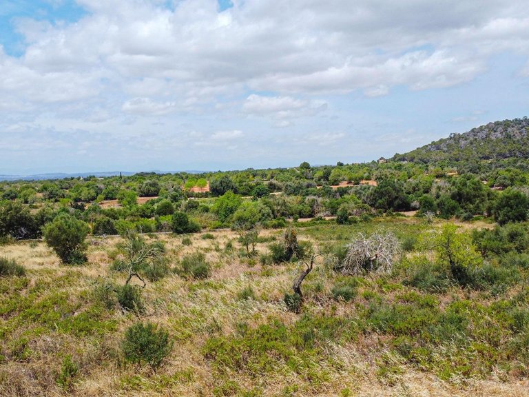 Rural plot with preliminary plans for a villa in Cas Concos , Felanitx, Baleares 8