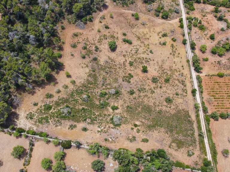 Rural plot with preliminary plans for a villa in Cas Concos , Felanitx, Baleares 9