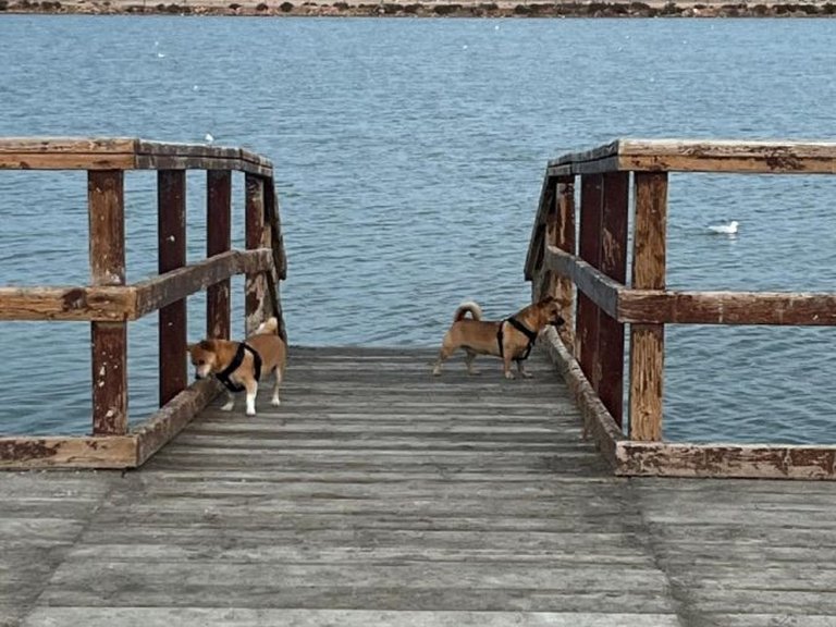 Town House for Sale in San Pedro Del Pinatar, Murcia 46