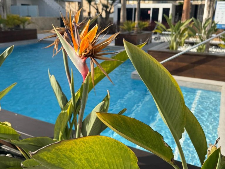 Apartment for Sale in Costa Blanca Orihuela Costa, Alicante 40