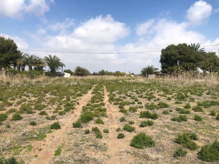 Country House for Sale in Elche, Alicante 1
