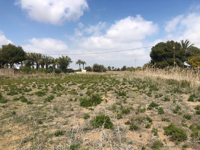 Country House for Sale in Elche, Alicante 2