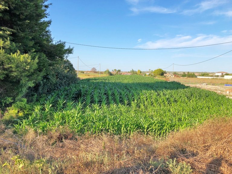 Plot for Sale in Dolores, Alicante 3