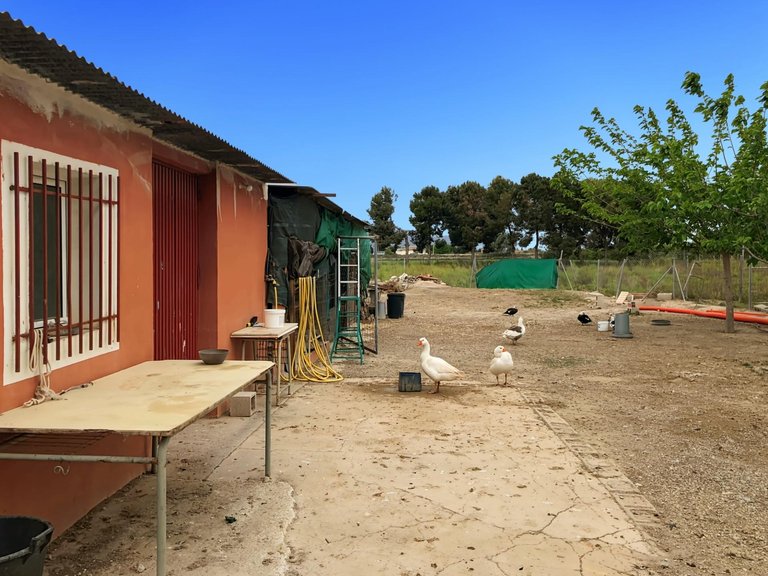 Country House for Sale in Dolores, Alicante 24