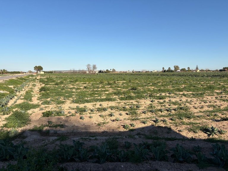 Country House for Sale in Dolores, Alicante 5