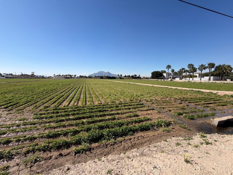 Plot for Sale in Catral, Alicante 1