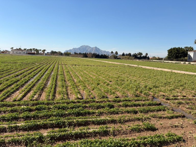 Plot for Sale in Catral, Alicante 4
