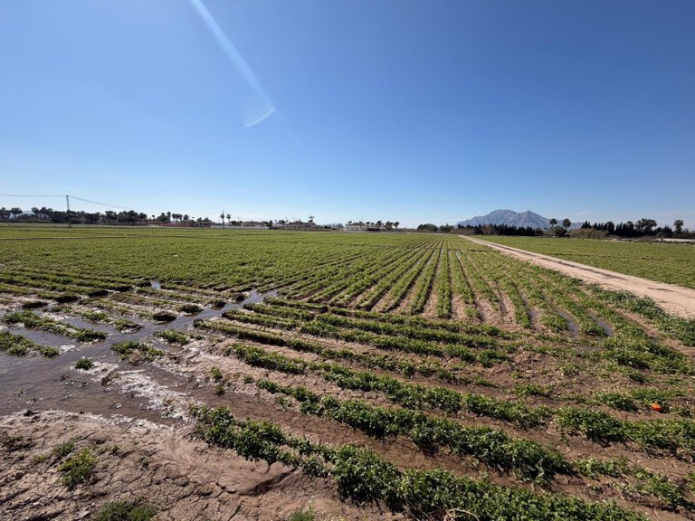 Plot for Sale in Catral, Alicante 5